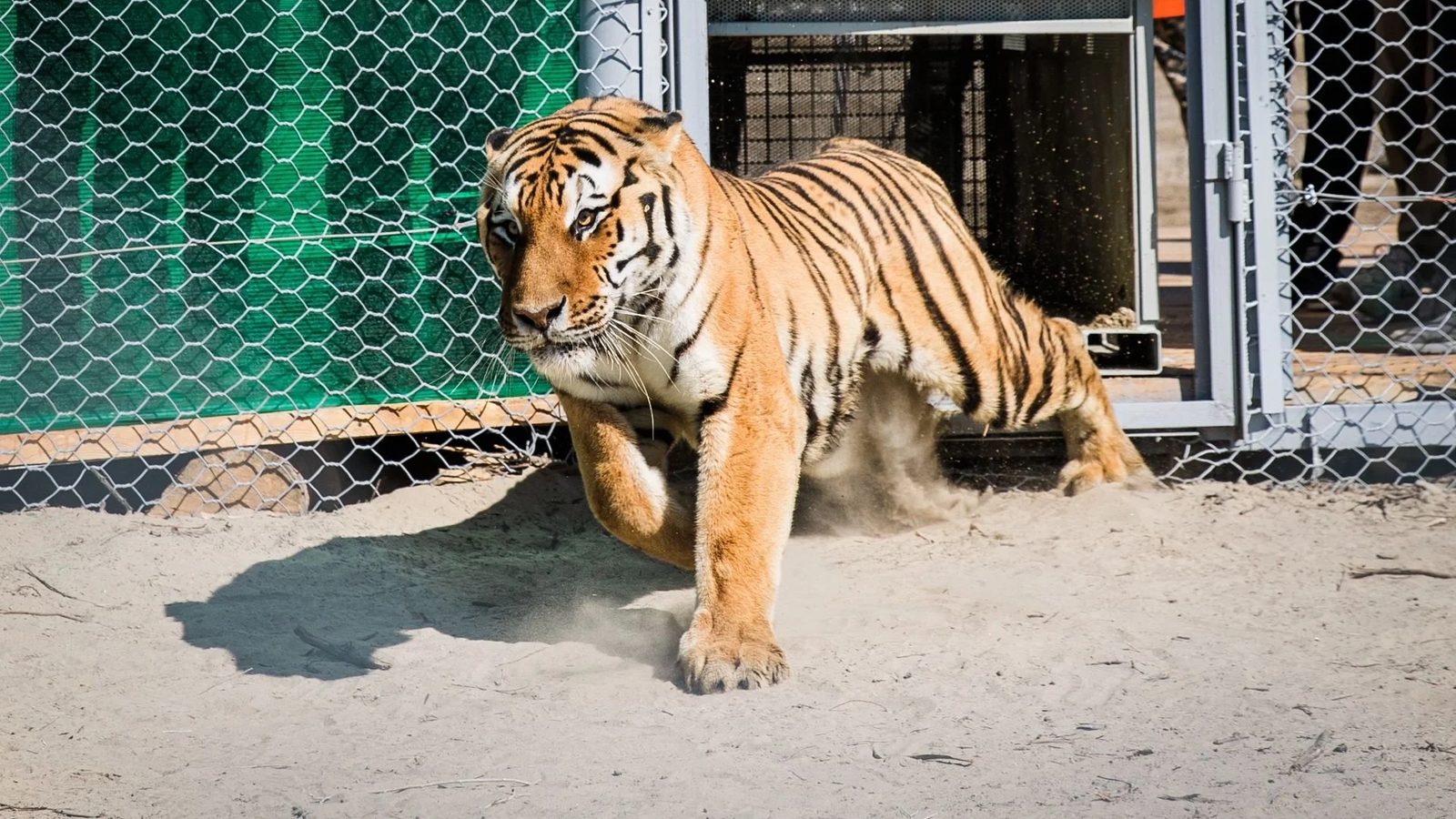 Kuma & Bodana, WWF · Stichting Leeuw